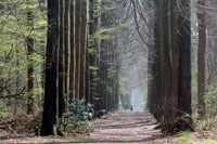 Bulskampveld in vroege lente