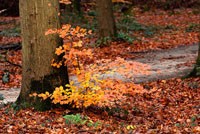 Bulskampveld in de herfst