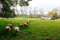 Schapenweide in de buurt